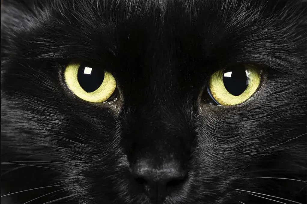 Ransomware Gangs: BlackCat